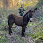 Clyde the donkey being ushered back courtesy escort provided by BCSO (Image source: melbourneflorida.org)