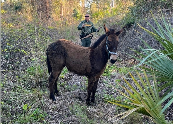 Clyde the donkey being ushered back courtesy escort provided by BCSO (Image source: melbourneflorida.org)